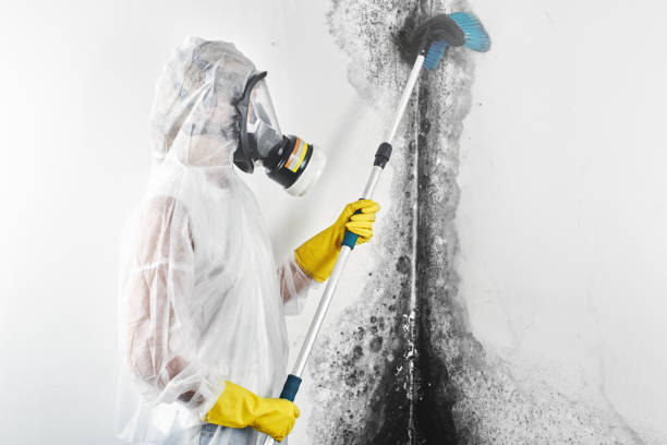 Best Environmental Consulting for Mold Prevention  in Crooksville, OH