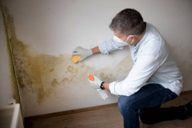 Best Mold Damage Restoration  in Crooksville, OH